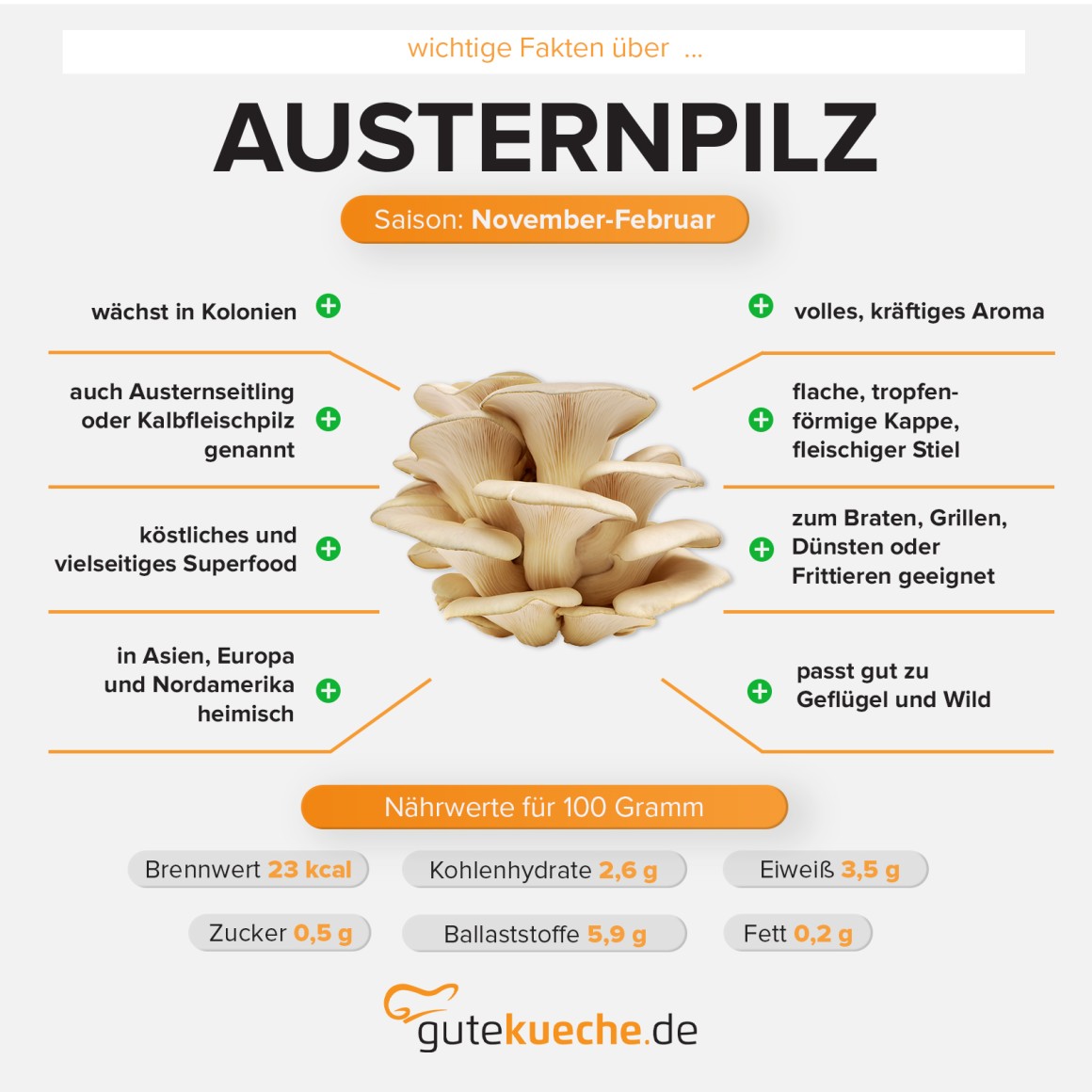 Austernpilz