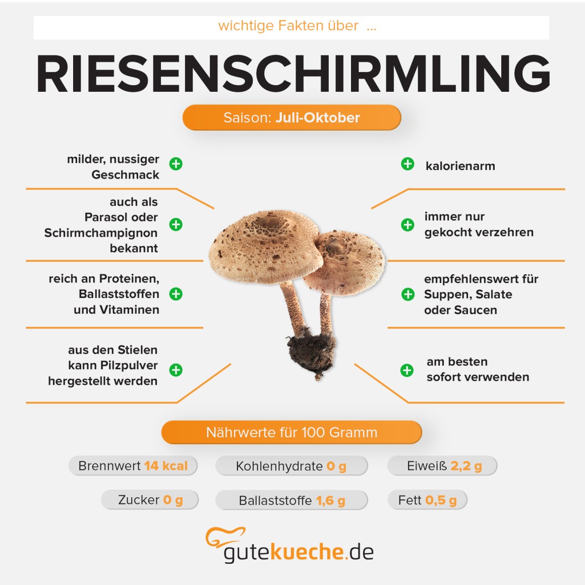 Gemeiner Riesenschirmling (Parasol)