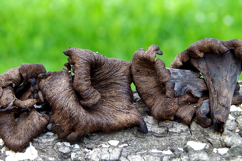 Schwarzer Trompetenpilz