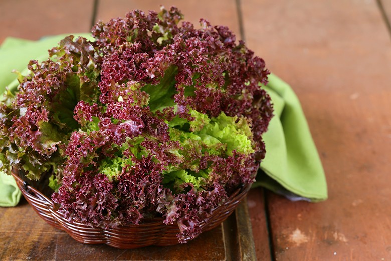 Warenkunde Salat