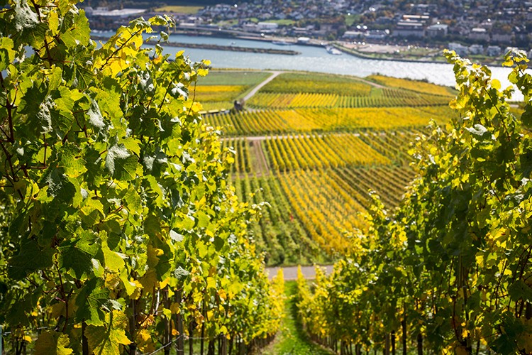 Weinregionen