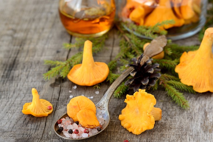Pfifferlinge Rezepte