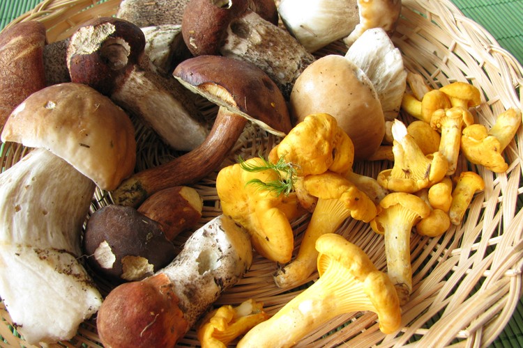Pilze Rezepte