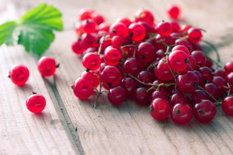 Johannisbeeren Rezepte