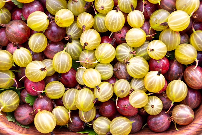 Stachelbeeren Rezepte