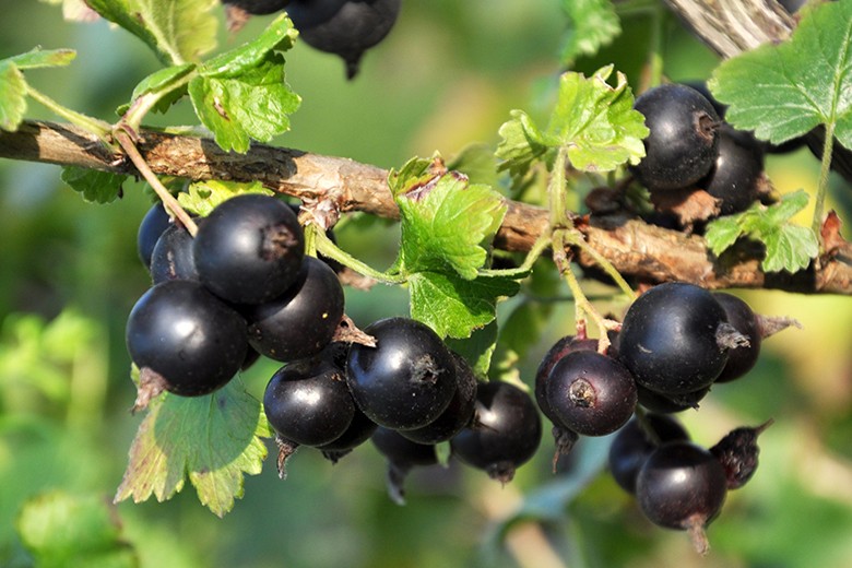 Jostabeeren Rezepte