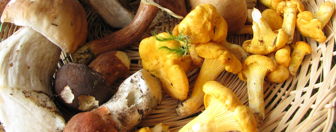 Pilze Rezepte