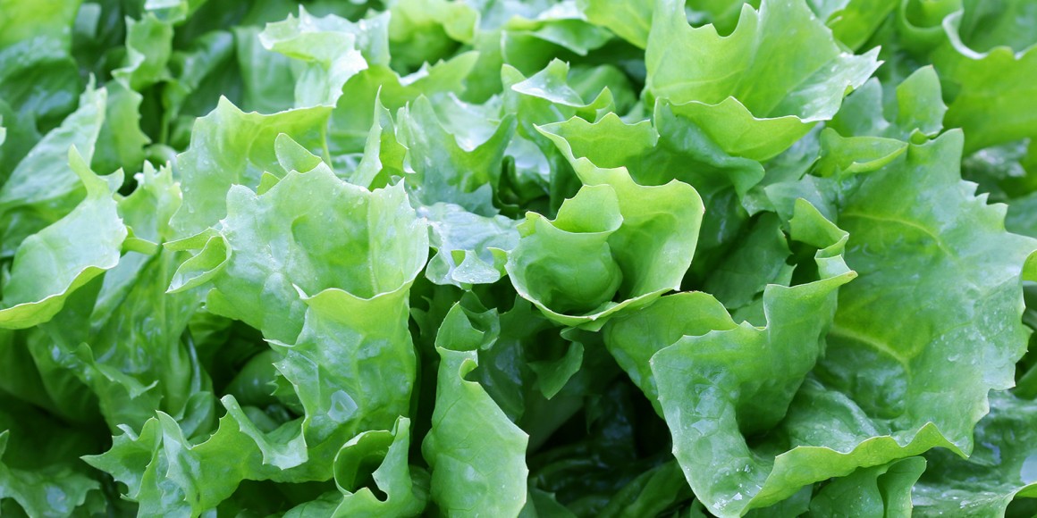 Endivien Rezepte