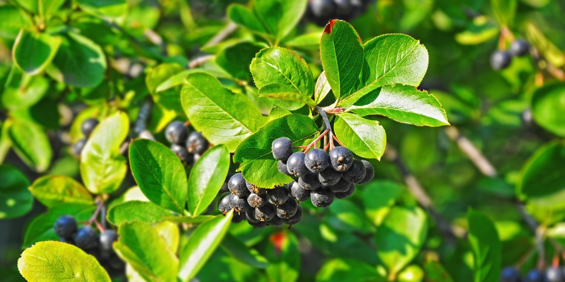 Aronia Rezepte