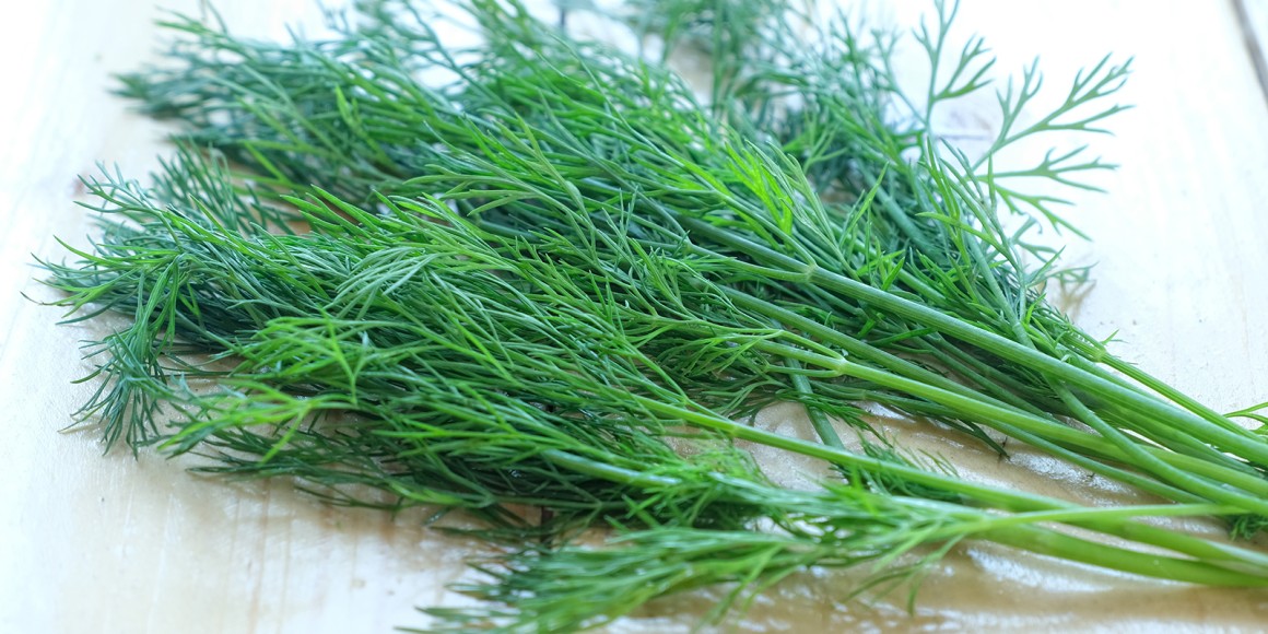 Dill Rezepte