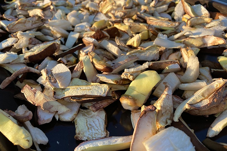 Steinpilze trocknen