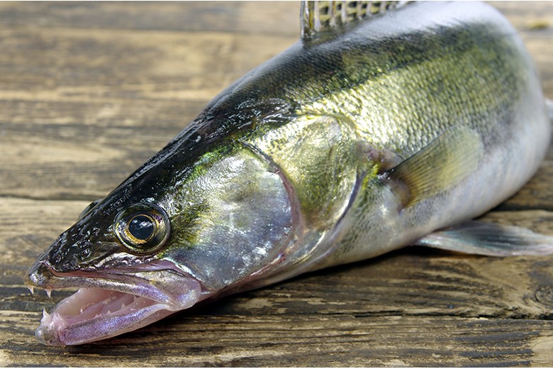 Zander ist ein räuberischer Fisch, der weit verbreitet und ein beliebter Speisefisch ist.