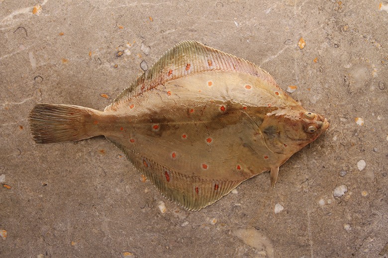 Scholle ist ein gesunder und sehr geschmackvoller Fisch, der gerne gegessen wird.