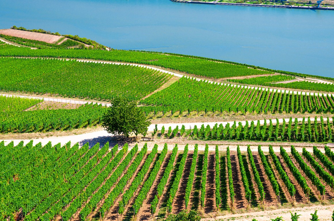 Mit seinem gemäßigtem Klima eignet sich das Gebiet perfekt für den Weinanbau.