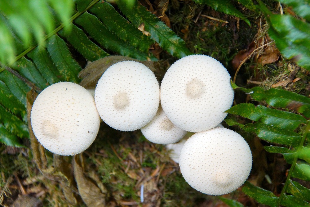 Stäublinge sind Boviste - das sind Pilze mit einem kugelförmigem Fruchtkörper.